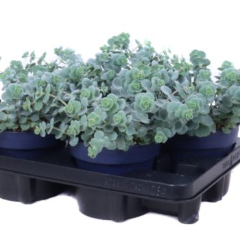 Sedum Sieboldii