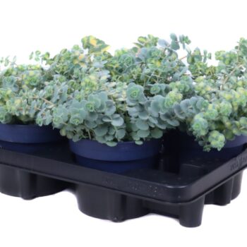 Sedum sieboldii mediovariegatum