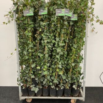 Hedera Hibernica 175/200