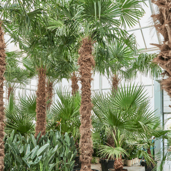 Trachycarpus fortunei (300-350) Stem (225-250)