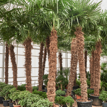 Trachycarpus fortunei (350-400) Stem (250-275)