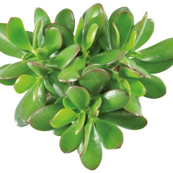 Crassula magical tree 20 WOODS