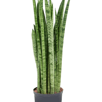 Sansevieria zeylanica 'Narrow' Tuft