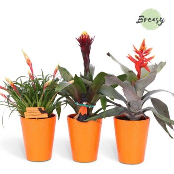 Bromelia Royal Halloween Florence + deco