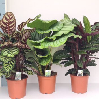 Calathea mix 3 soorten