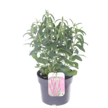 Veronica spicata Anniversary Rose