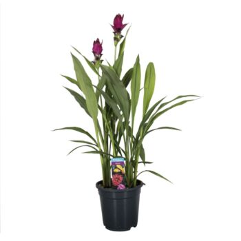 Curcuma Skyline 19cm