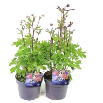 Aquilegia vulgaris Winky mix