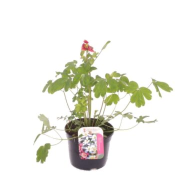 Aquilegia vulgaris Winky Red-White