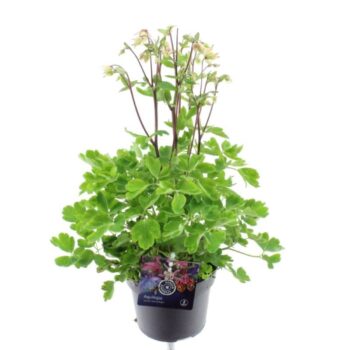 Aquilegia Vulgaris Winky Rose-White