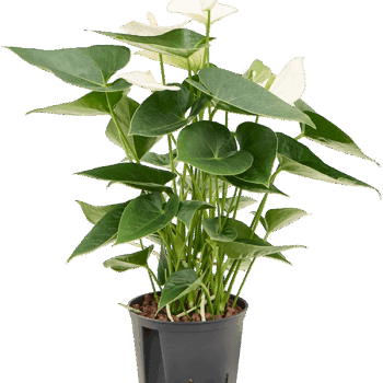 Anthurium andraeanum 'Sierra White' Bush White