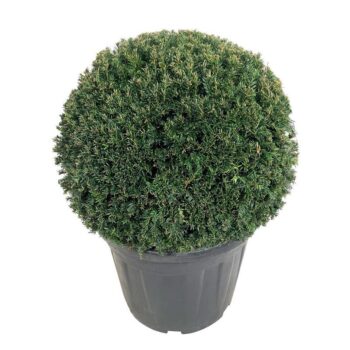 Taxus b. 'Höpken's Gigant'