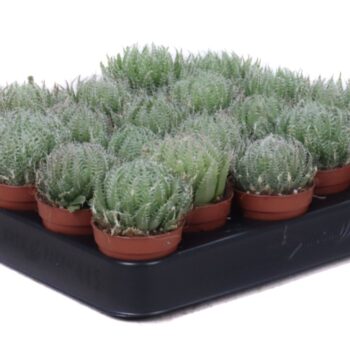 Aloe arachnoidea 5,5 cm