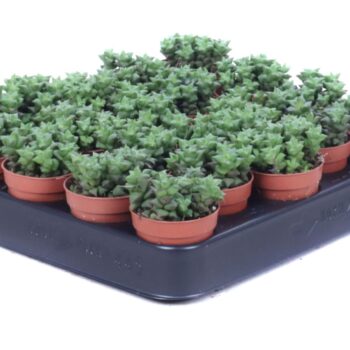 Anacampseros Cuspidata