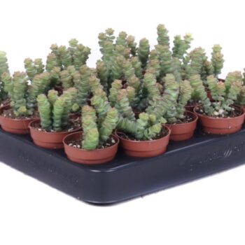Crassula Marnieriana