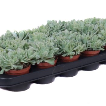 Echeveria runyonii crestata