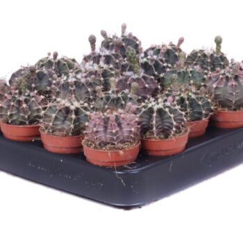 Gymnocalicium Mihanovichii