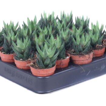 Haworthia Reinwardtii