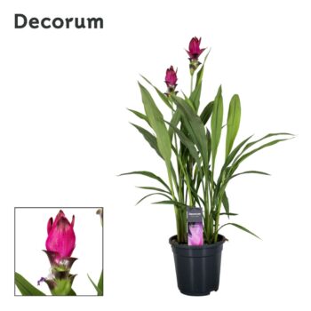 Curcuma Skyline 19cm Decorum