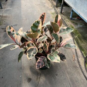 Ficus elastica belize 22/19 h70