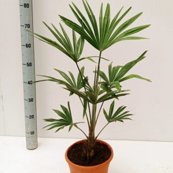 trachycarpus fortunei
