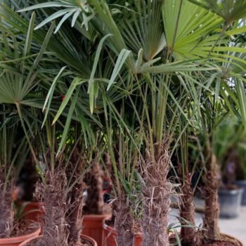 Trachycarpus Fortunei