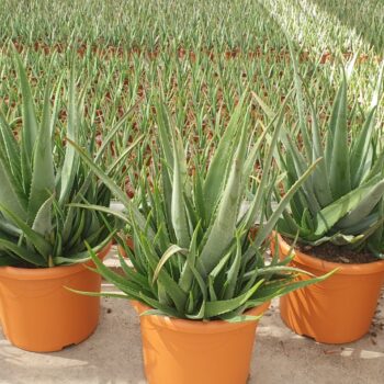 Aloe Vera P48