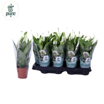 Spathiphyllum Pearl Cupido