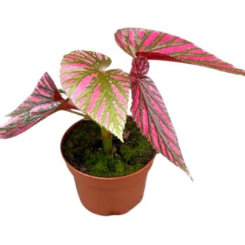 Begonia Brevirimosa