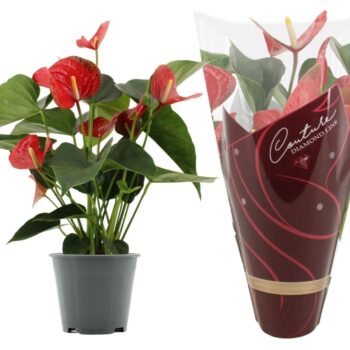 Anthurium Koro