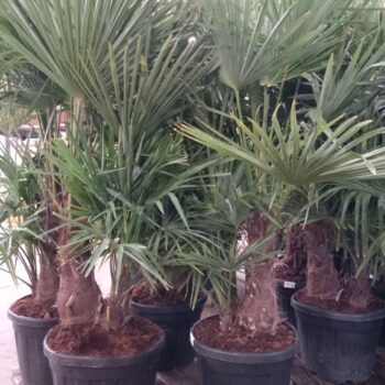 Trachycarpus fortunei