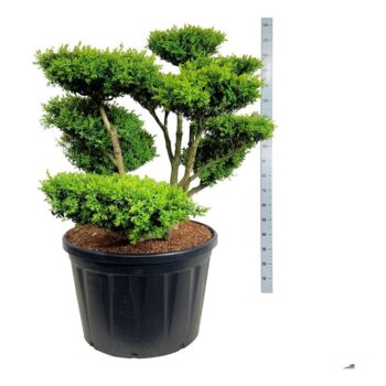Buxus sempervirens