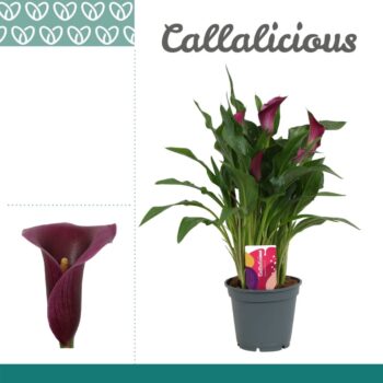 Zantedeschia Purple
