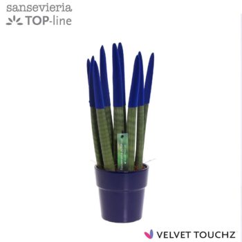 Sansevieria VELVET TOUCHZ® Blauw in keramiek Edel