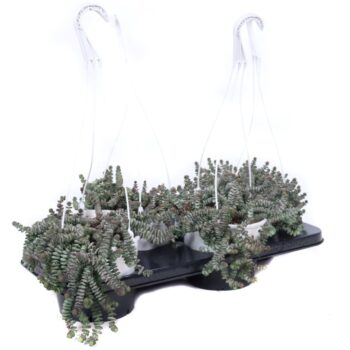 Crassula Marnieriana (hanging)