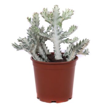 Euphorbia lactea variegata