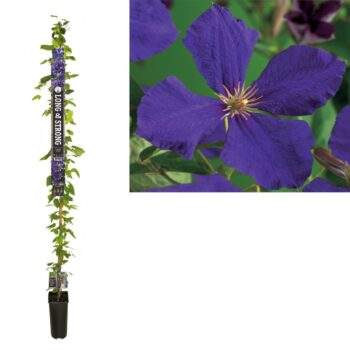 Clematis 'Jackmanii' +Long & strong label