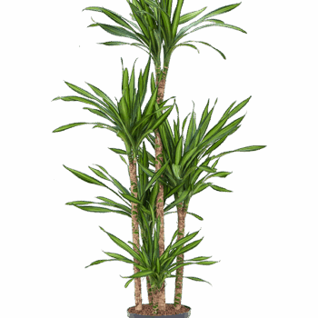 Dracaena fragrans 'Riki' 90-Carrousel