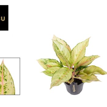 Aglaonema Chartreuse Pretty