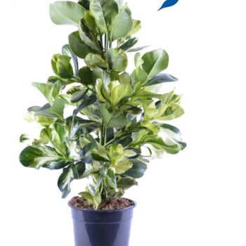 Clusia Rosea White Star