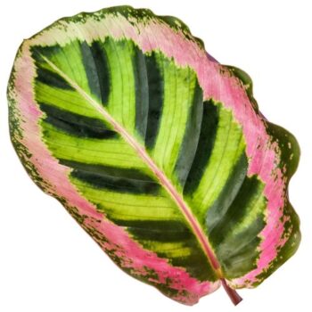 Calathea Angela