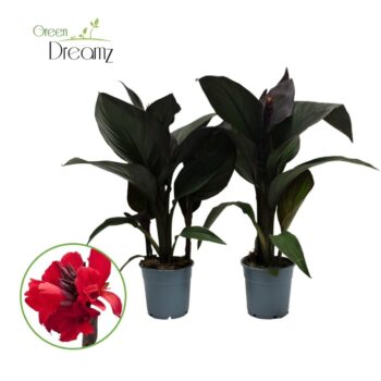 Canna Cannova Scarlet Bronze met Bloem
