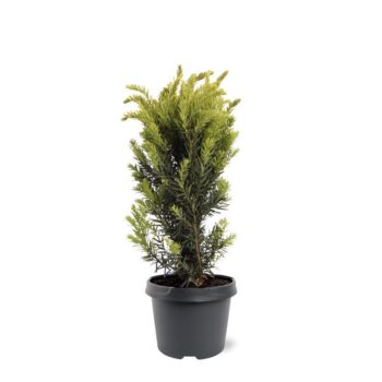 Taxus media 'Hillii'