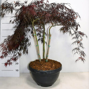 Acer pal. 'Inaba-shidare'
