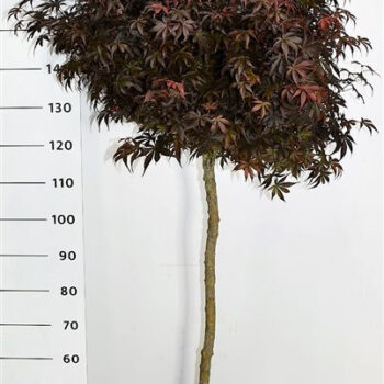 Acer pal. 'Skeeter's Broom'