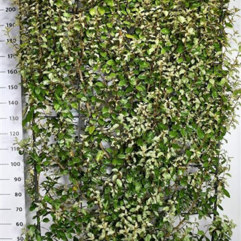 Elaeagnus ebb. 'Compacta'