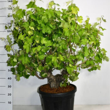 Vitis vinifera