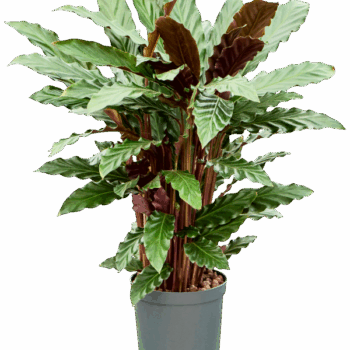 Calathea rufibarba 'Wavestar' Tuft