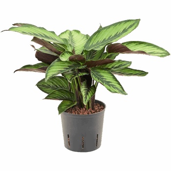 Calathea 'Beauty Star'