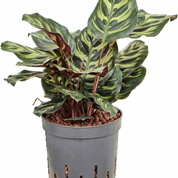 Calathea 'Makoyana'